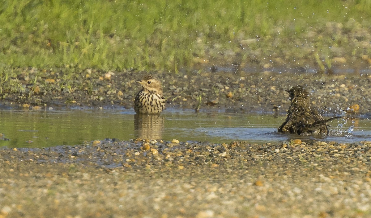 Bisbita Gorjirrojo - ML646766508