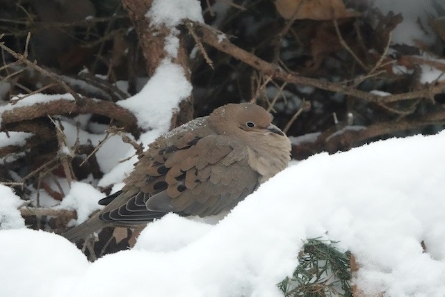 Mourning Dove - ML646766509