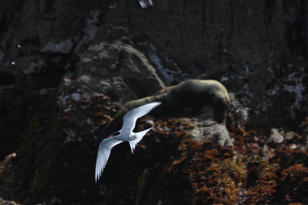 Antarctic Tern - ML64676651