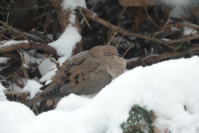 Mourning Dove - ML646766510