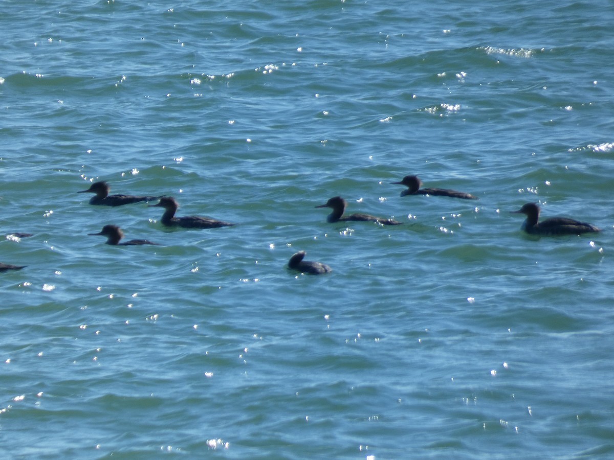 Serreta Mediana - ML646766511