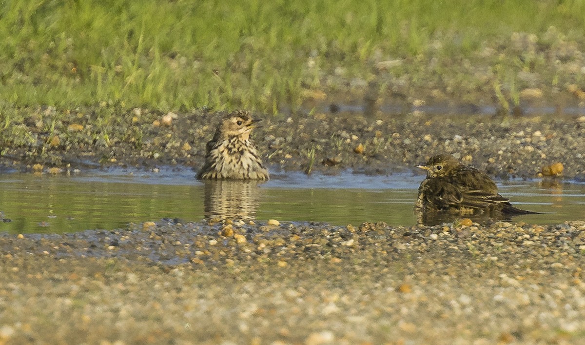 Bisbita Gorjirrojo - ML646766514