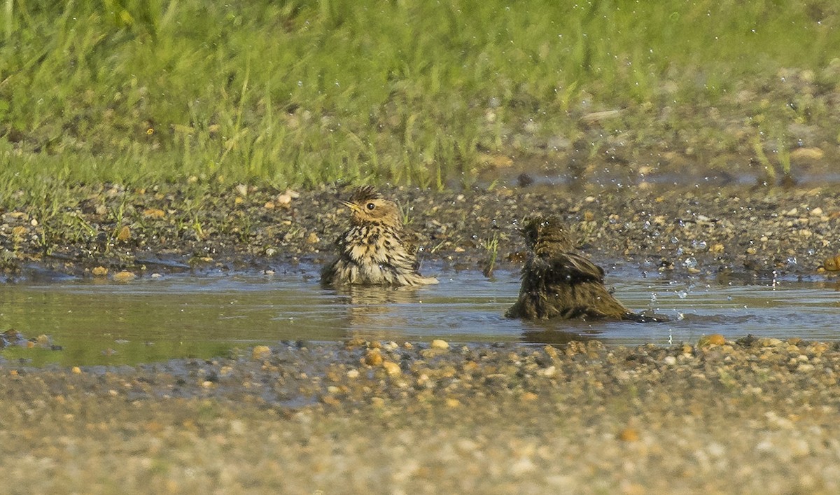Bisbita Gorjirrojo - ML646766516