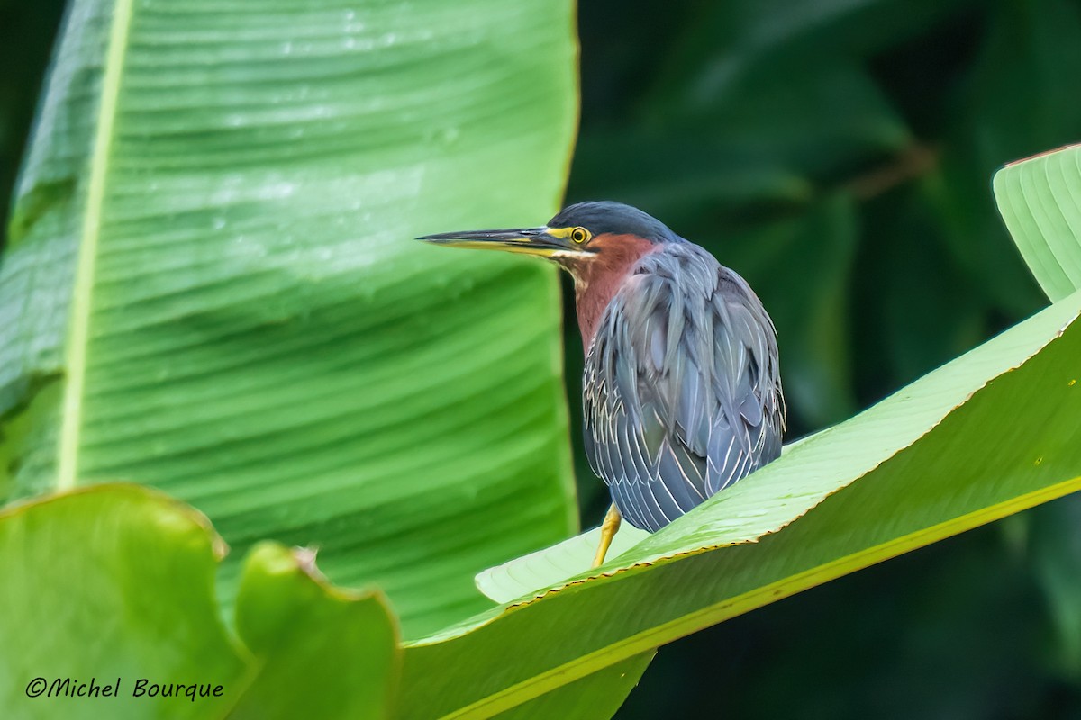 Yeşil Balıkçıl - ML646766517