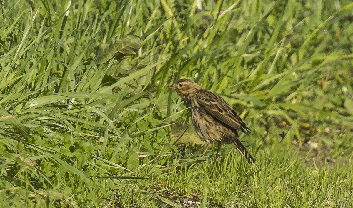 Bisbita Gorjirrojo - ML646766518