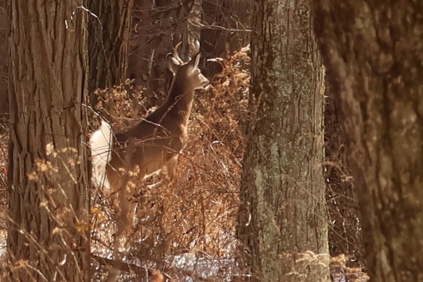 Белохвостый олень - ML646766519