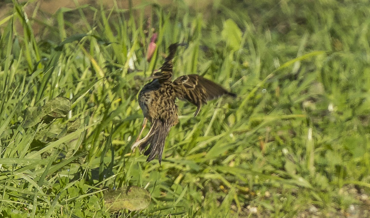 Bisbita Gorjirrojo - ML646766520