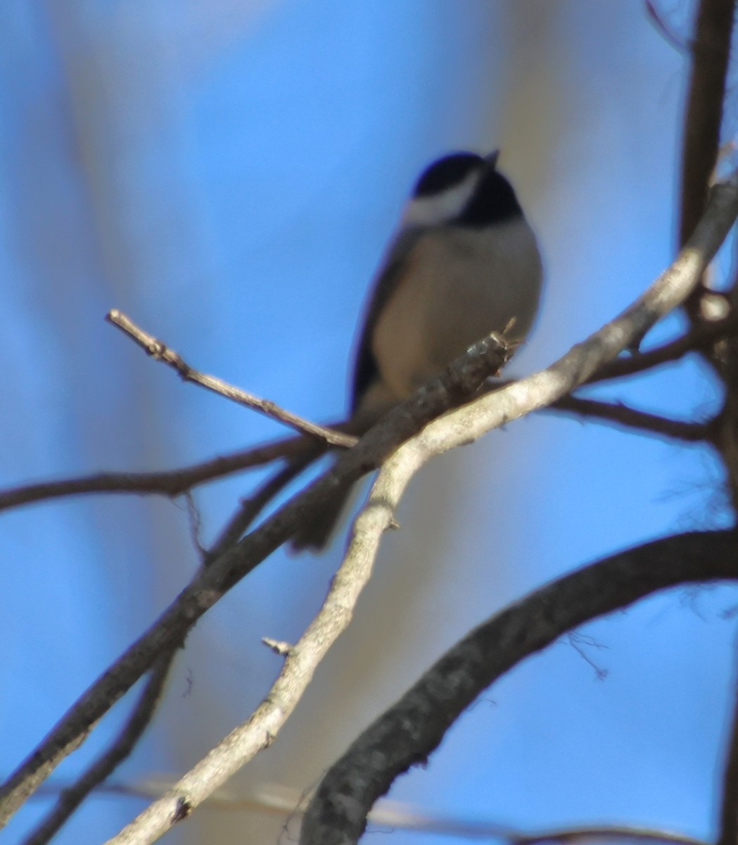 Carolina Chickadee - ML646766521
