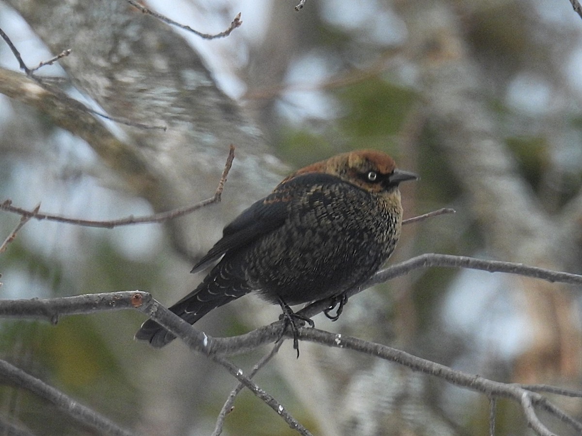Quiscale rouilleux - ML646766530