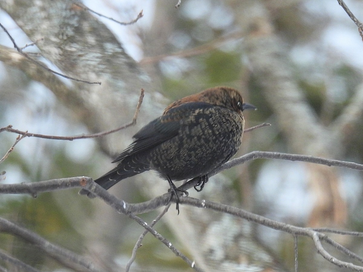 Quiscale rouilleux - ML646766531