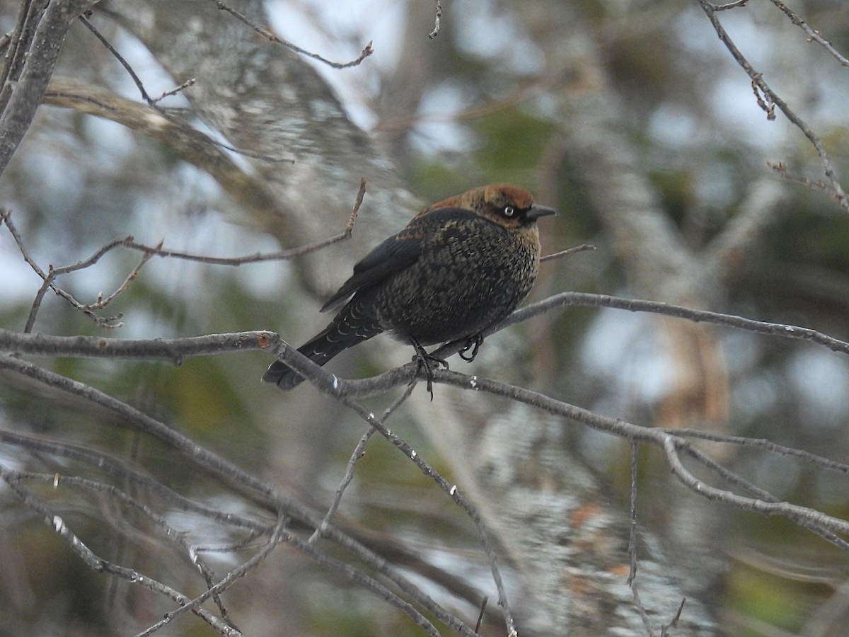Quiscale rouilleux - ML646766532
