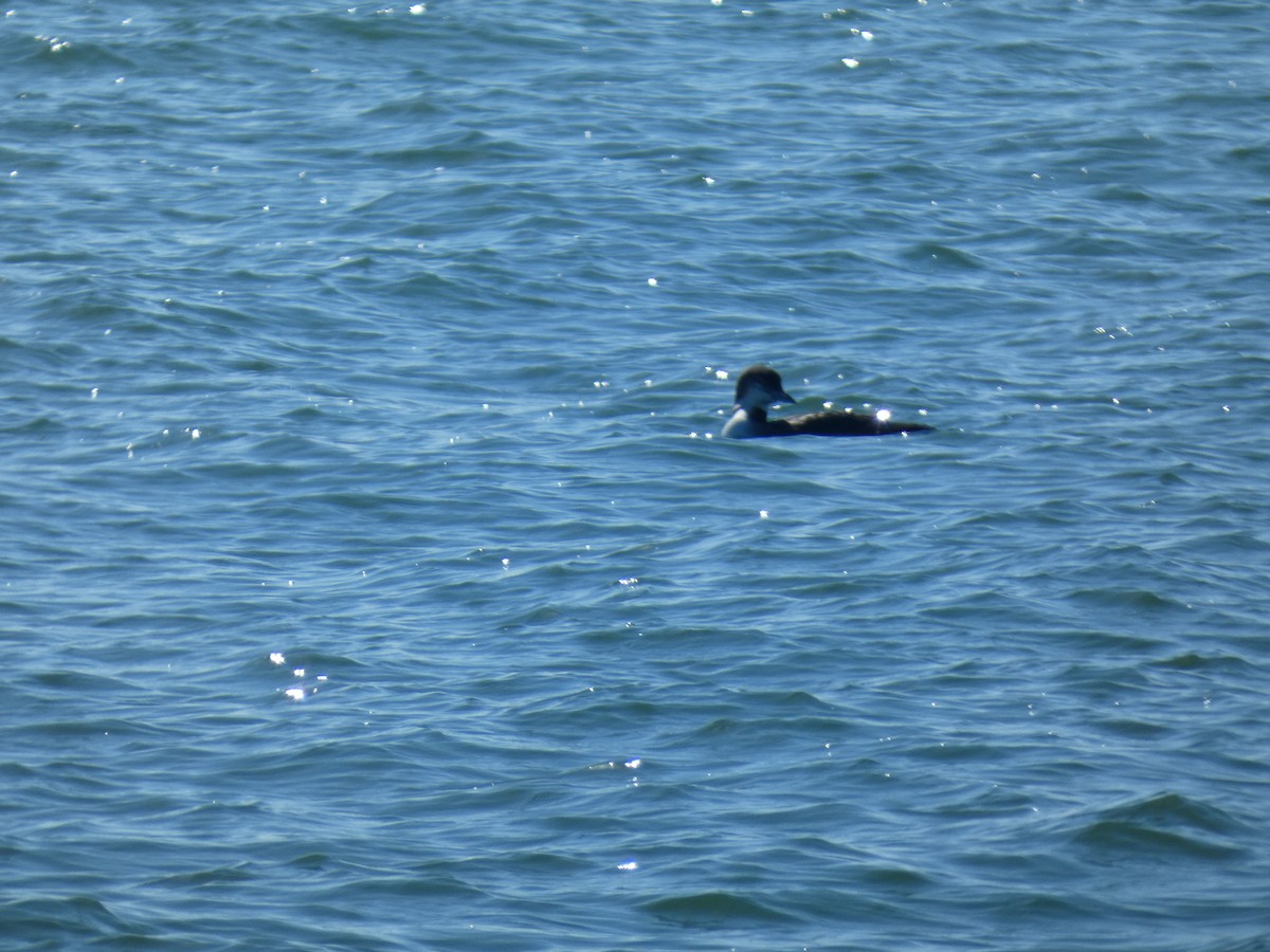 Colimbo Grande - ML646766533