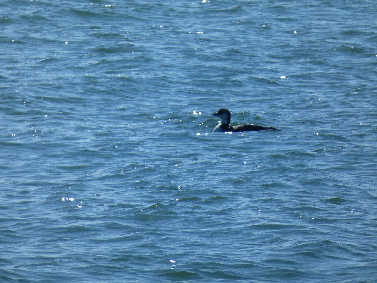 Colimbo Grande - ML646766534