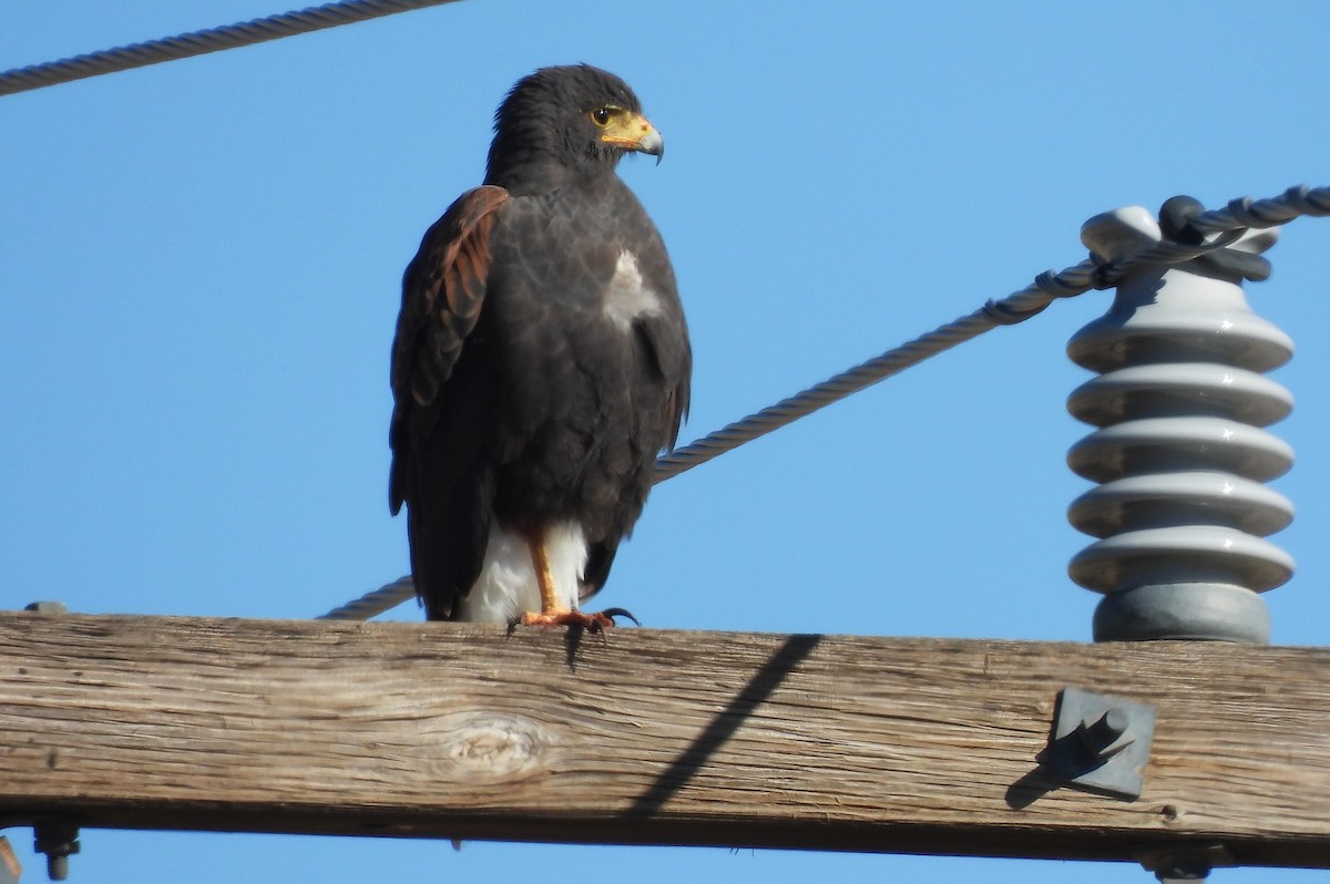 Busardo Mixto - ML646766545