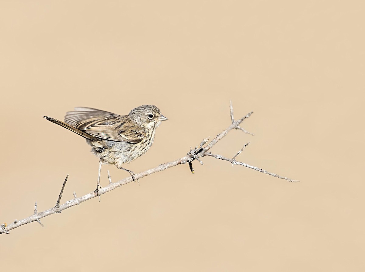 クロフヒメドリ - ML646766548