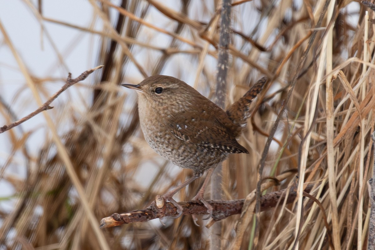 Winter Wren - ML646766549