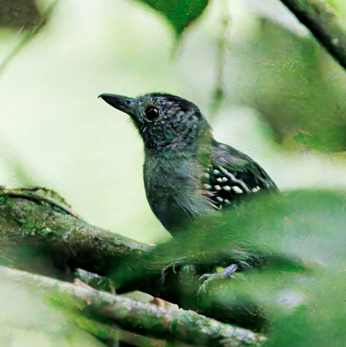 Black-crowned Antshrike - ML646766550