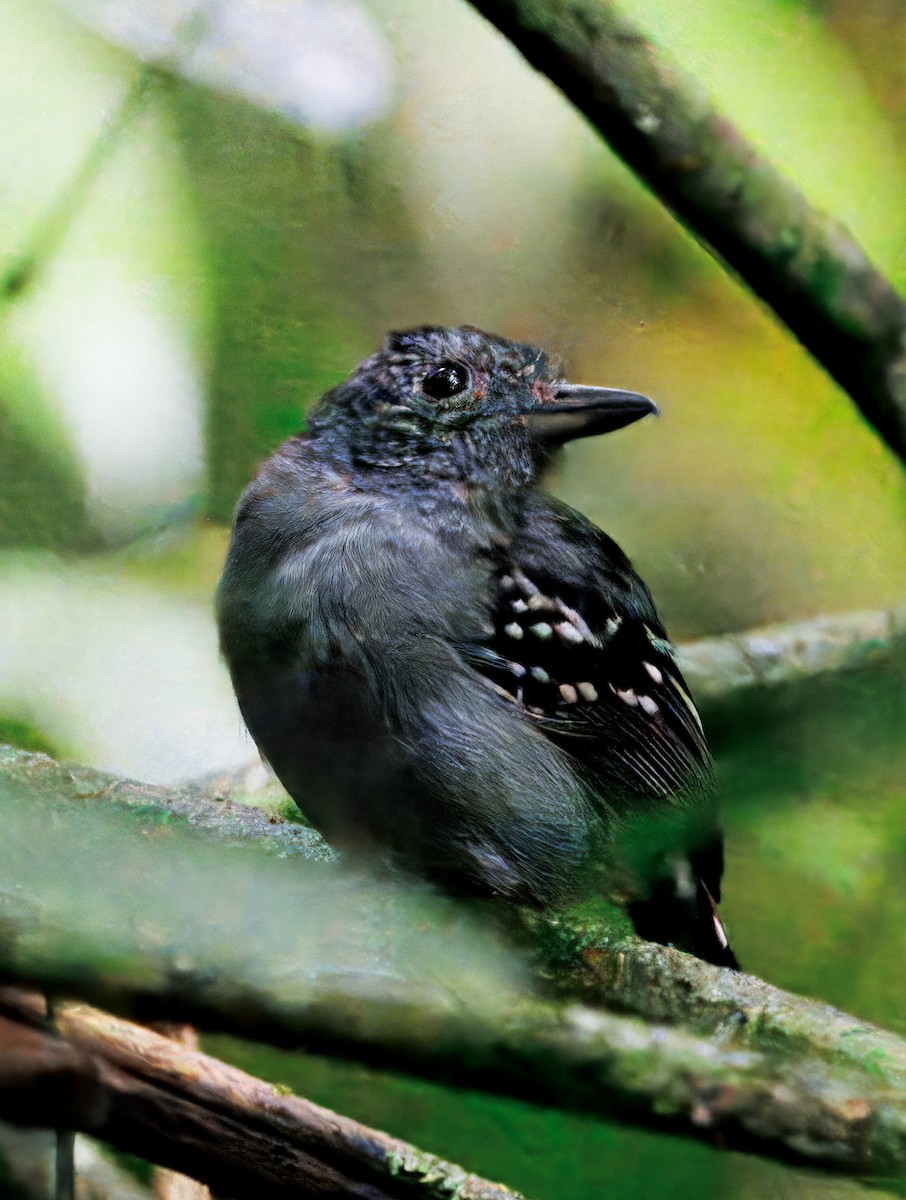 Black-crowned Antshrike - ML646766551