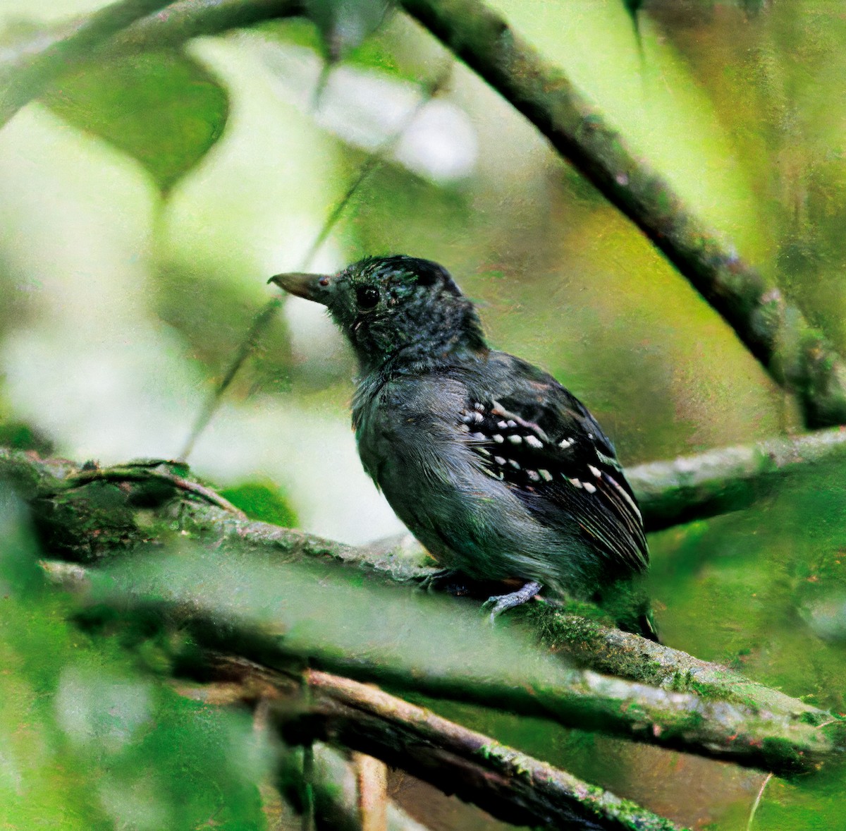 Black-crowned Antshrike - ML646766552