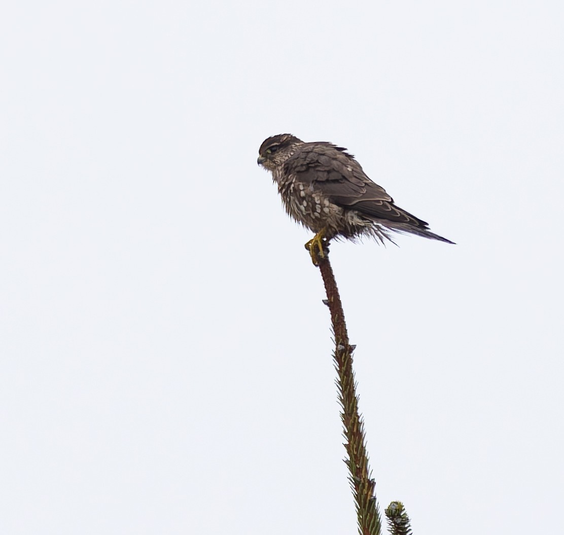 Faucon émerillon - ML646766553