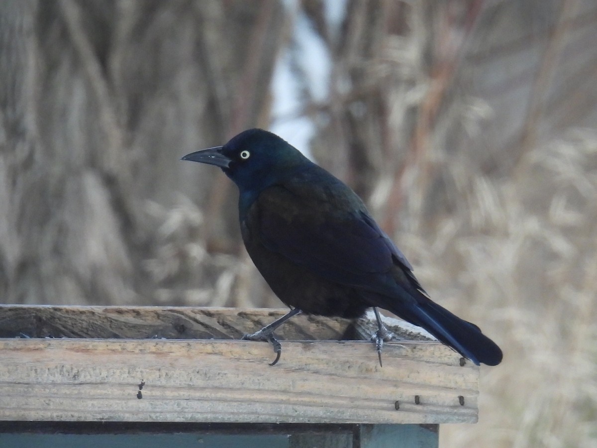 Quiscale bronzé - ML646766554