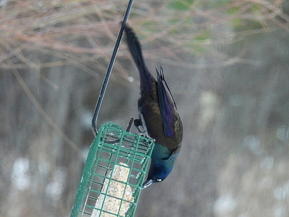 Quiscale bronzé - ML646766555