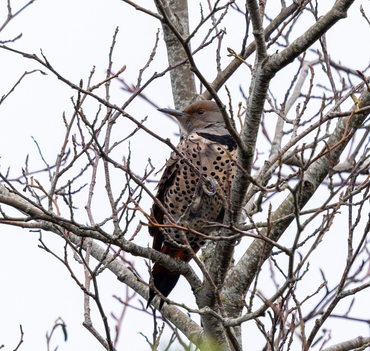 Pic flamboyant - ML646766558