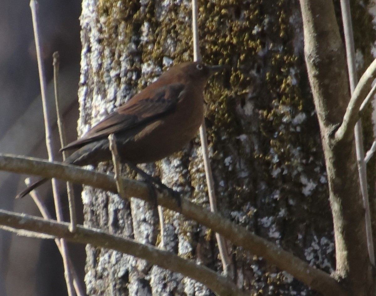 Rusty Blackbird - ML646766560