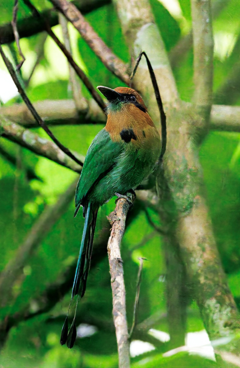 Broad-billed Motmot - ML646766562