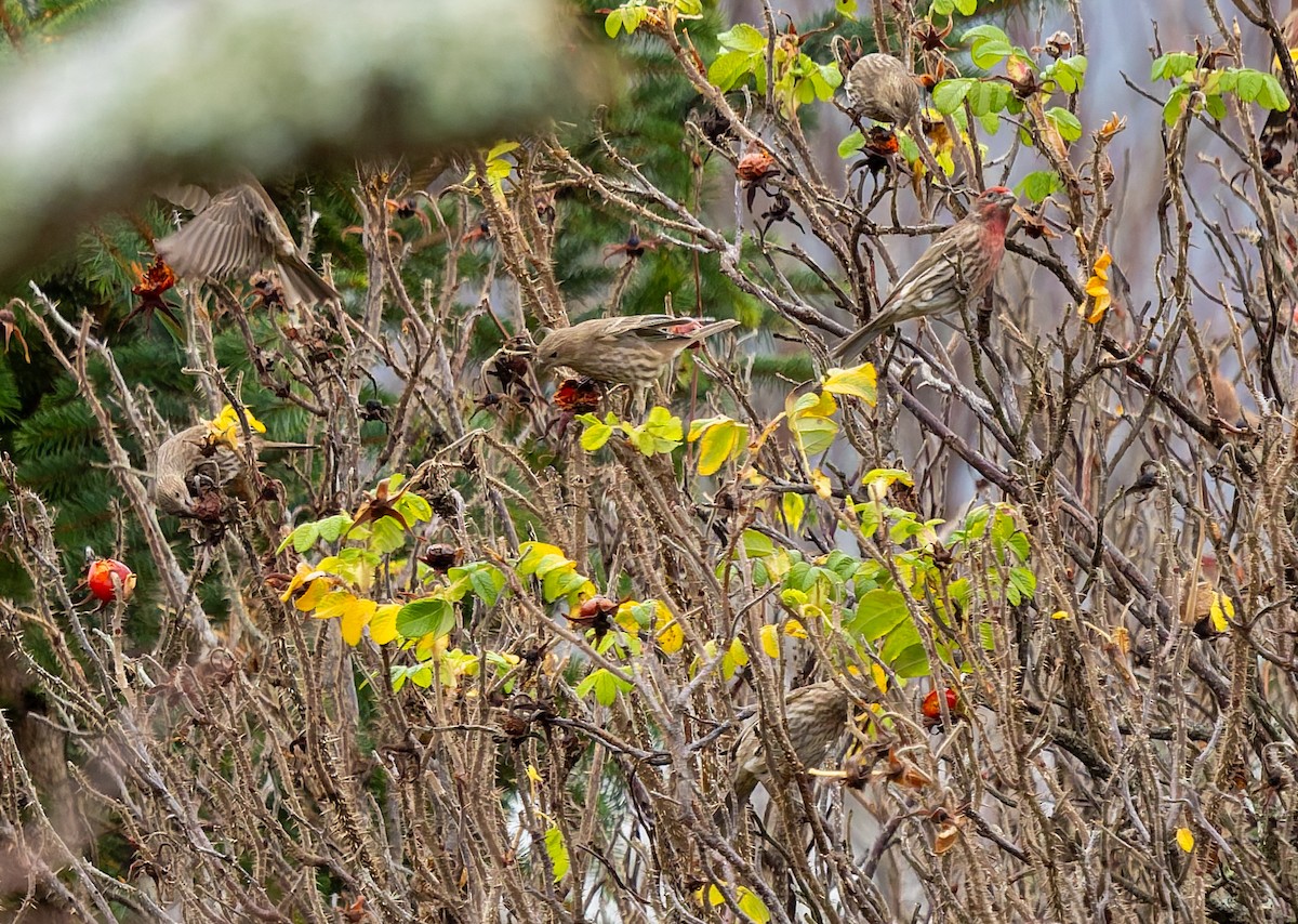 Roselin familier - ML646766565