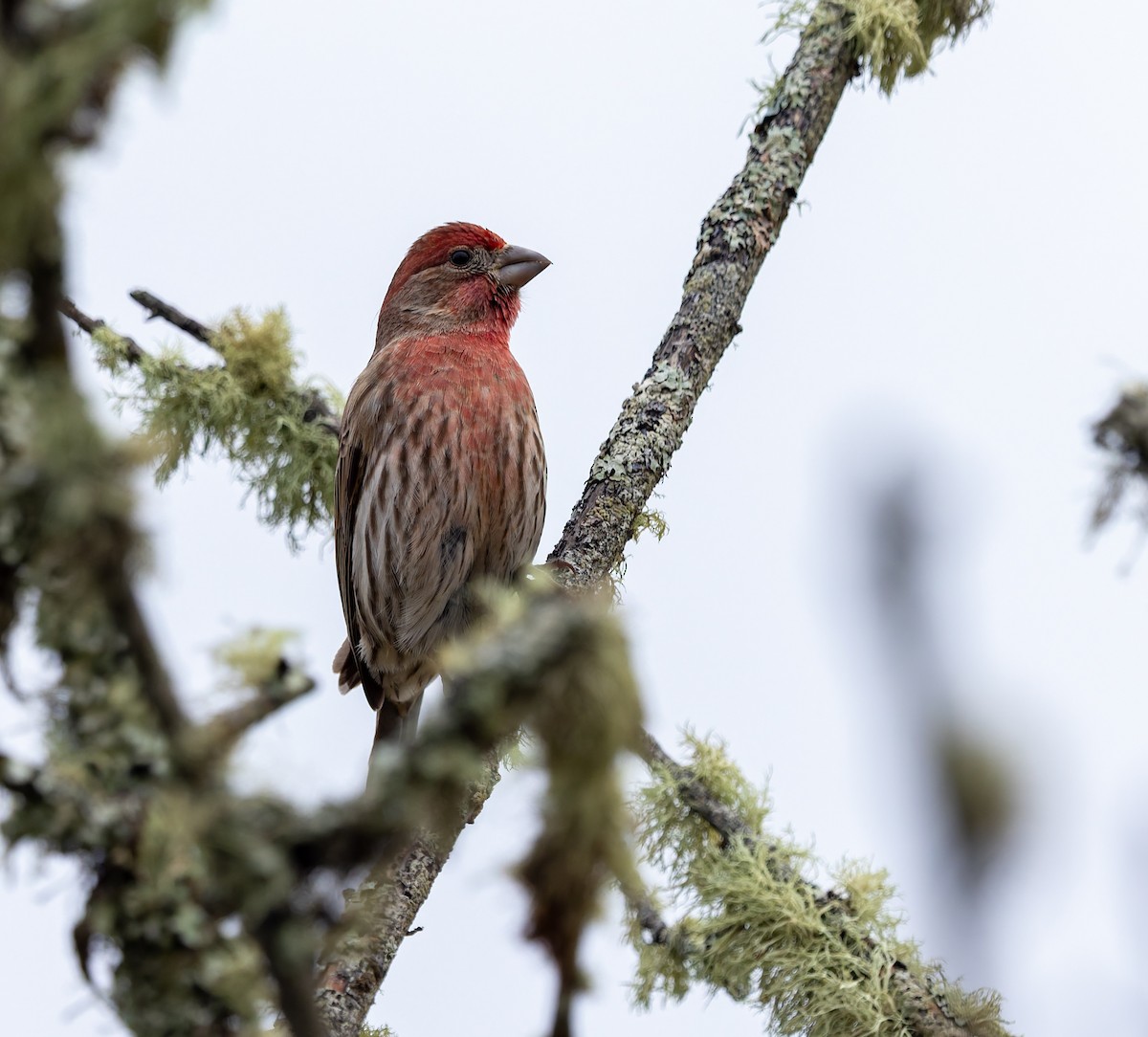 Roselin familier - ML646766566