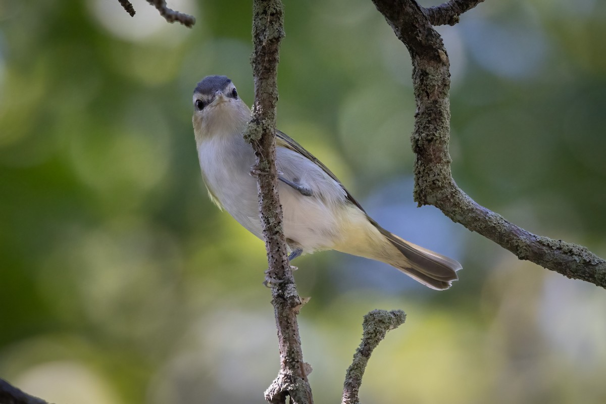 Красноглазый виреон - ML646766573