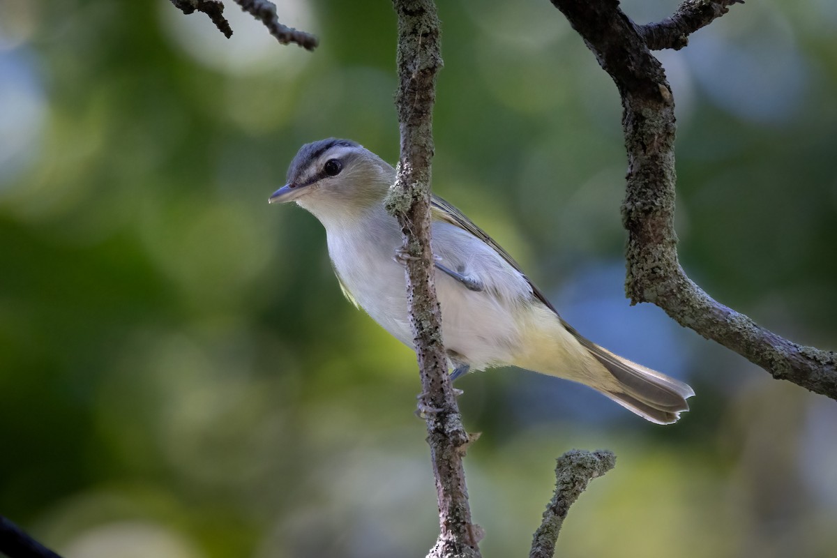 Красноглазый виреон - ML646766574