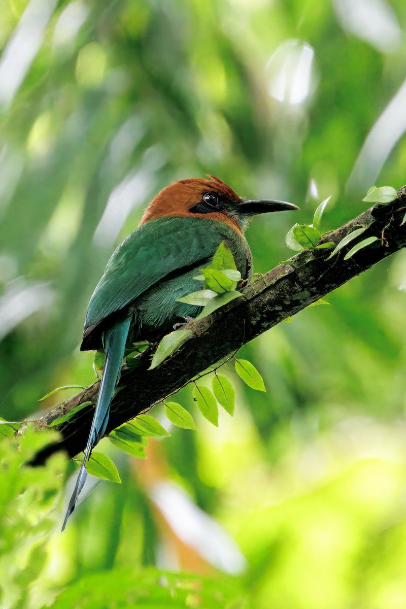 Broad-billed Motmot - ML646766575