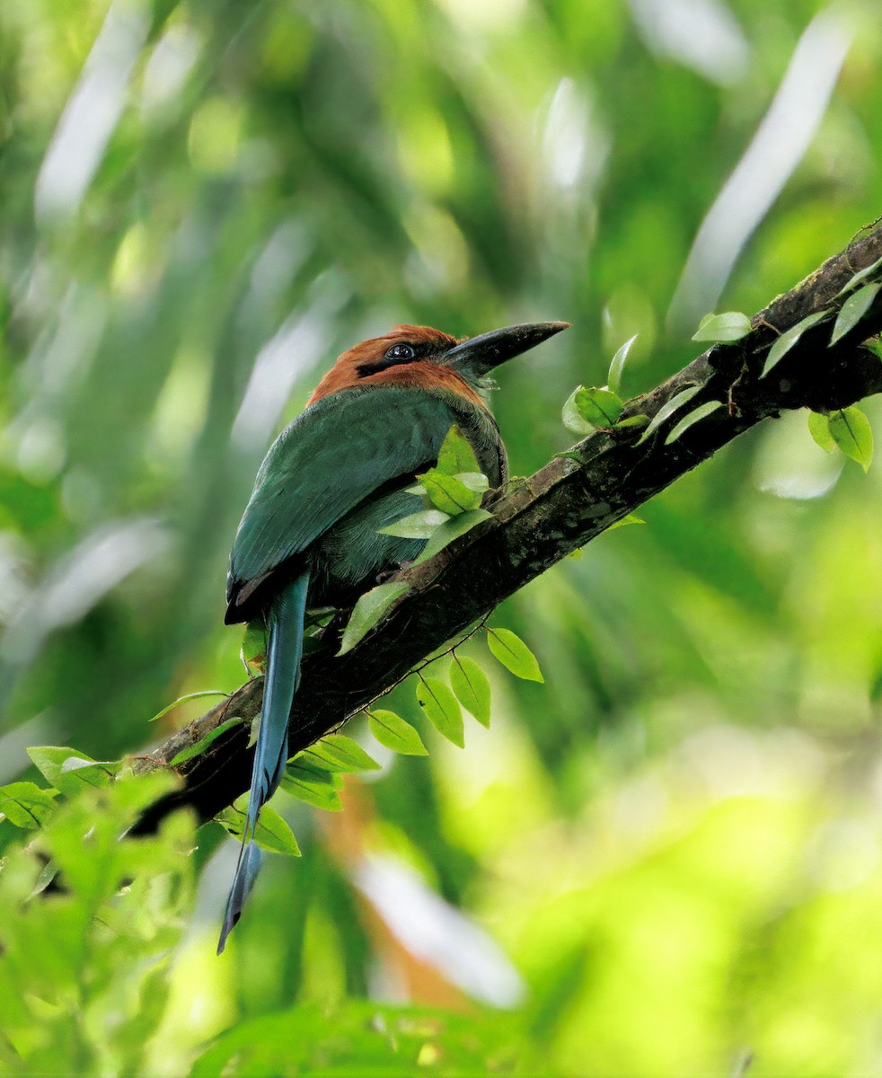 Broad-billed Motmot - ML646766576