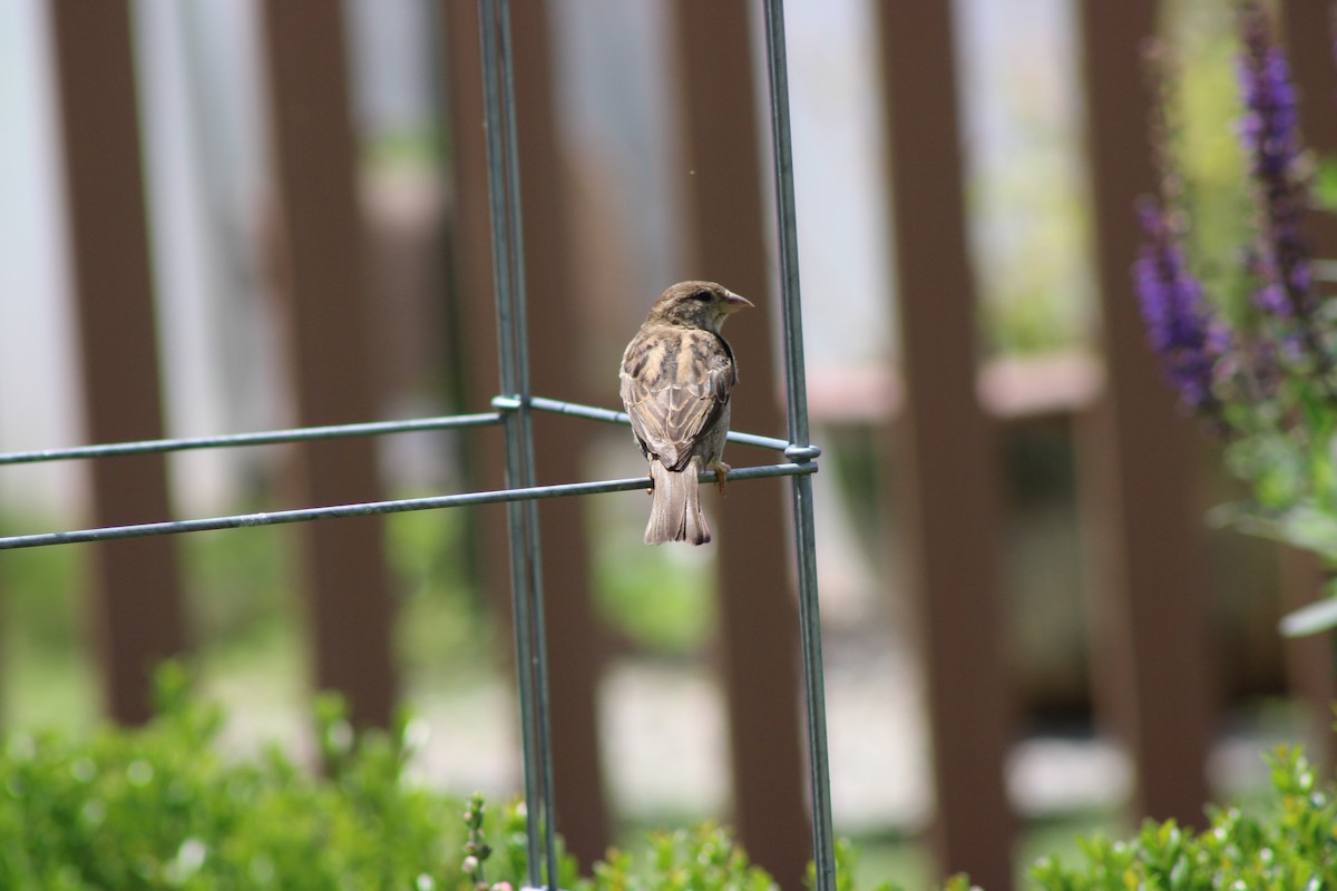 דרור הבית - ML646766580