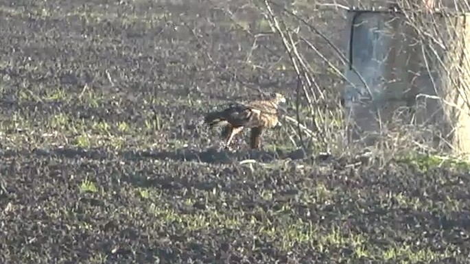 Águila Real - ML646766581