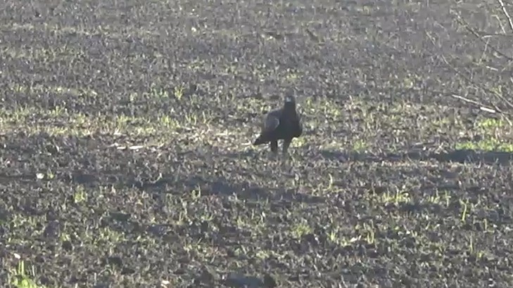 Águila Real - ML646766582