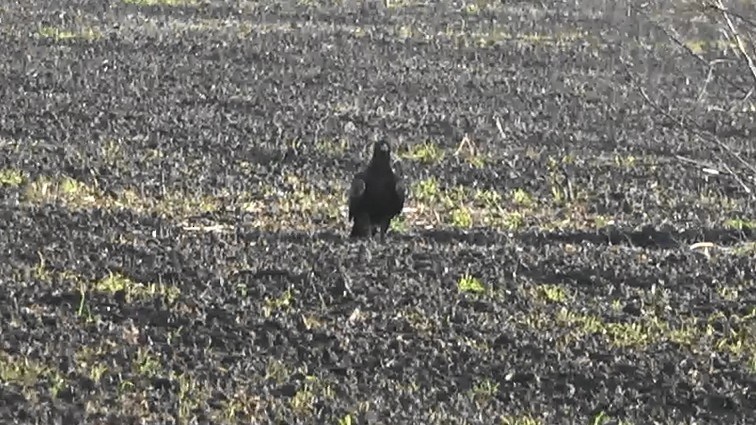 Águila Real - ML646766583