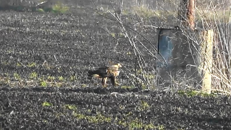 Águila Real - ML646766584