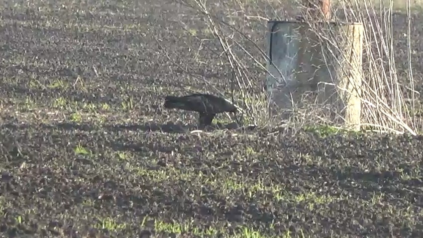 Águila Real - ML646766585