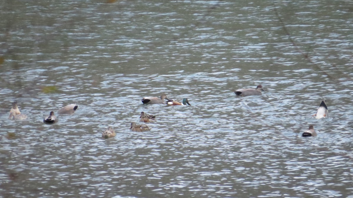 Boz Ördek - ML646766587