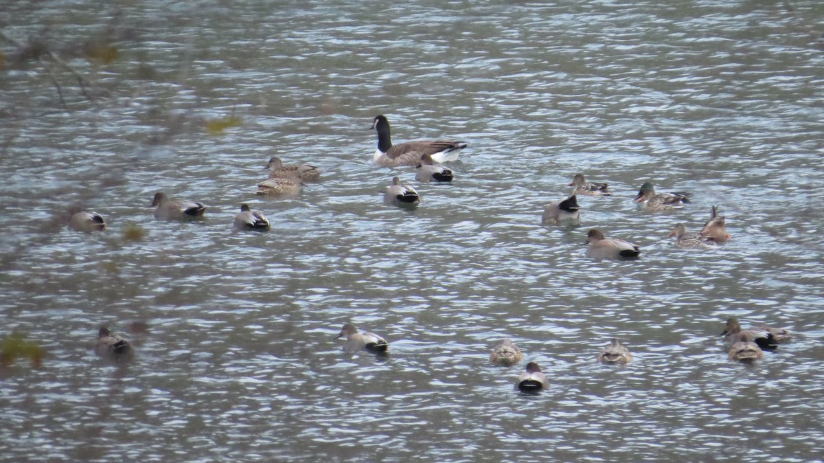 Boz Ördek - ML646766588