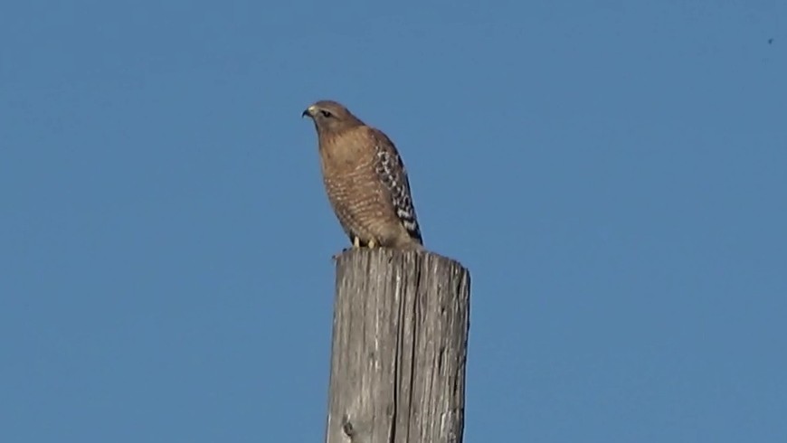 Red-shouldered Hawk - ML646766593
