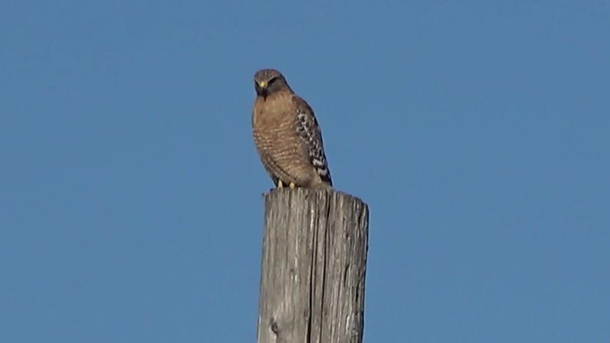 Red-shouldered Hawk - ML646766594