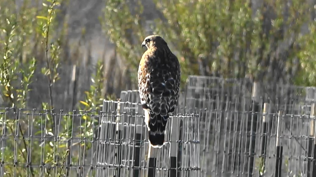 Red-shouldered Hawk - ML646766595