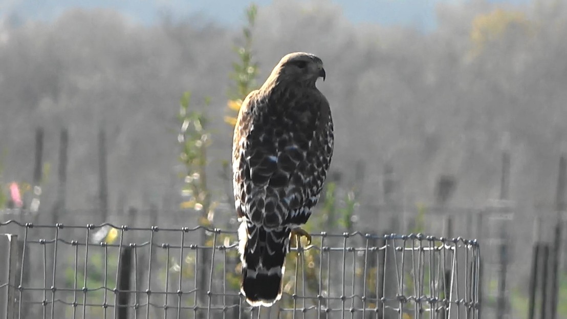 Red-shouldered Hawk - ML646766596