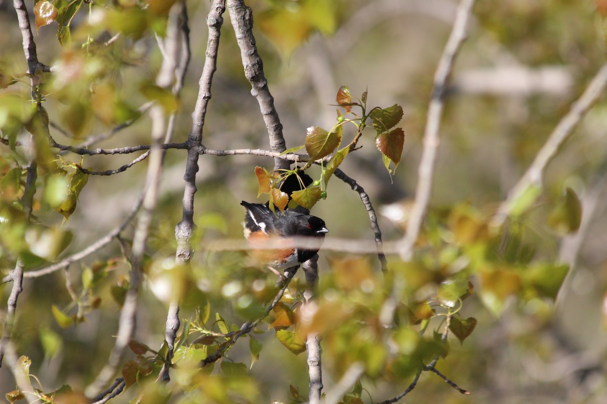 טואי אדום-עין - ML646766597