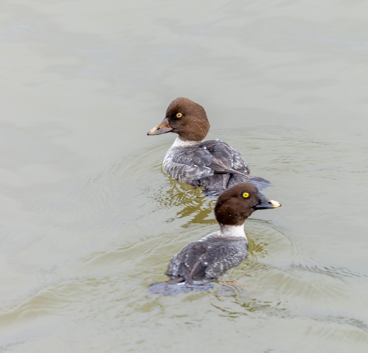 Garrot à oeil d'or - ML646766598