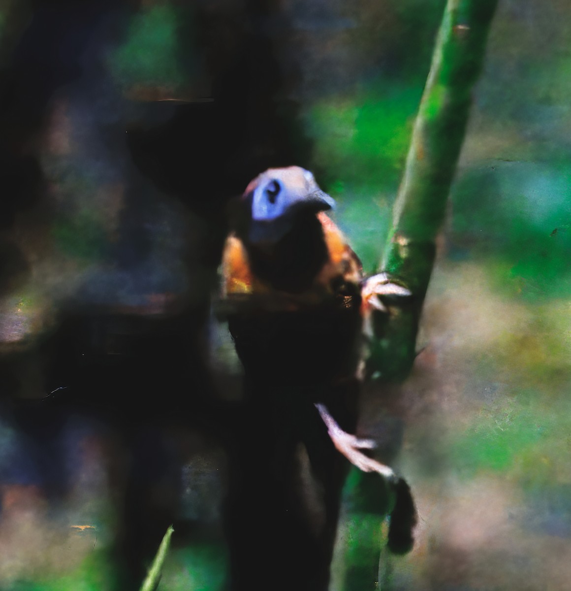 Ocellated Antbird - ML646766599